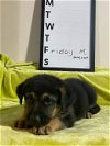 Friday - GSD Puppy