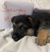 Saturday - GSD Puppy