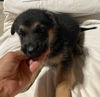 Saturday - GSD Puppy