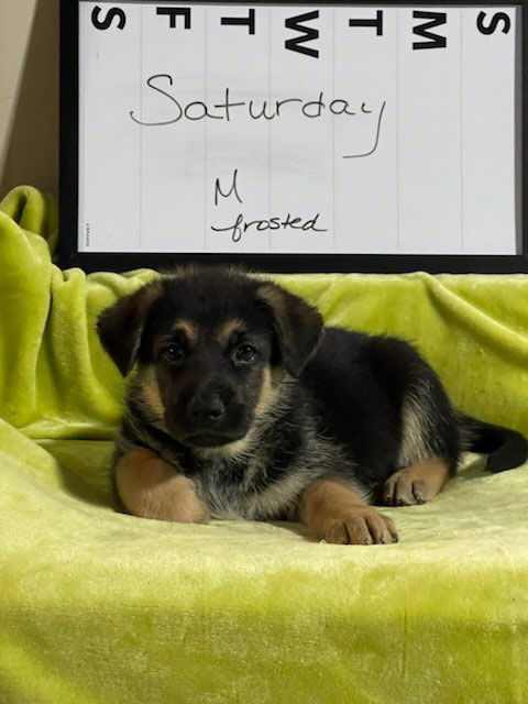 Saturday - GSD Puppy