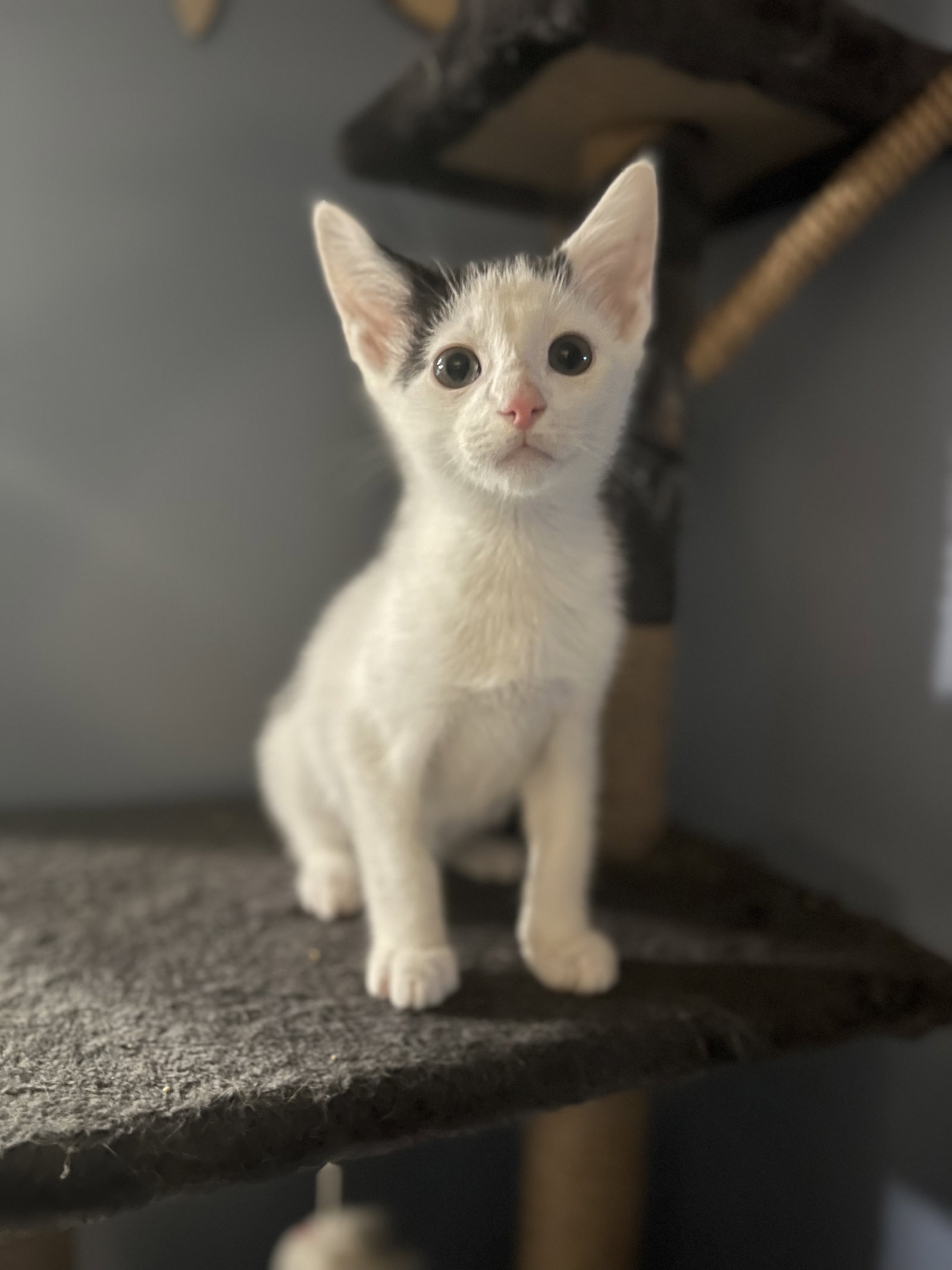 Cats for Adoption in Tuscarawas County, Ohio Alpha Paw