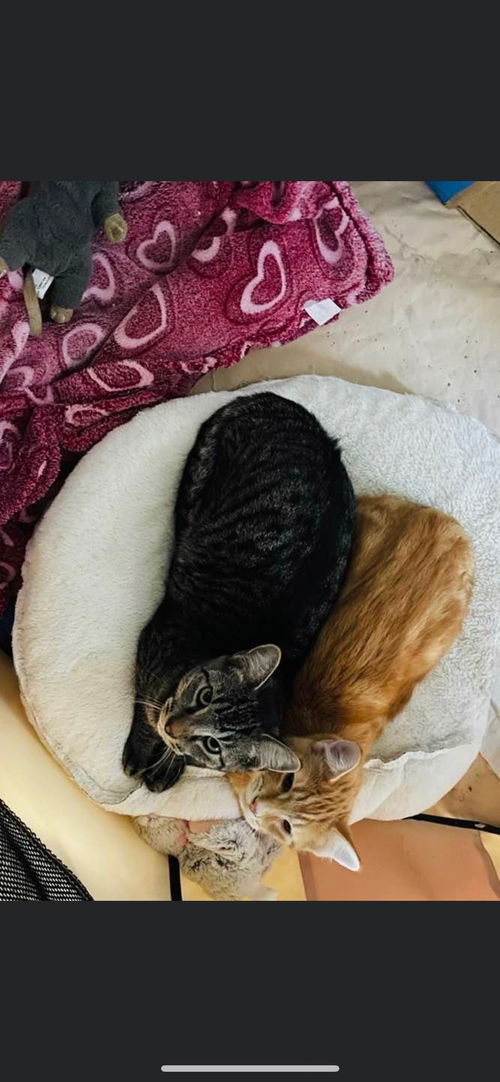 Jax and Leo - Precious Bonded Pair