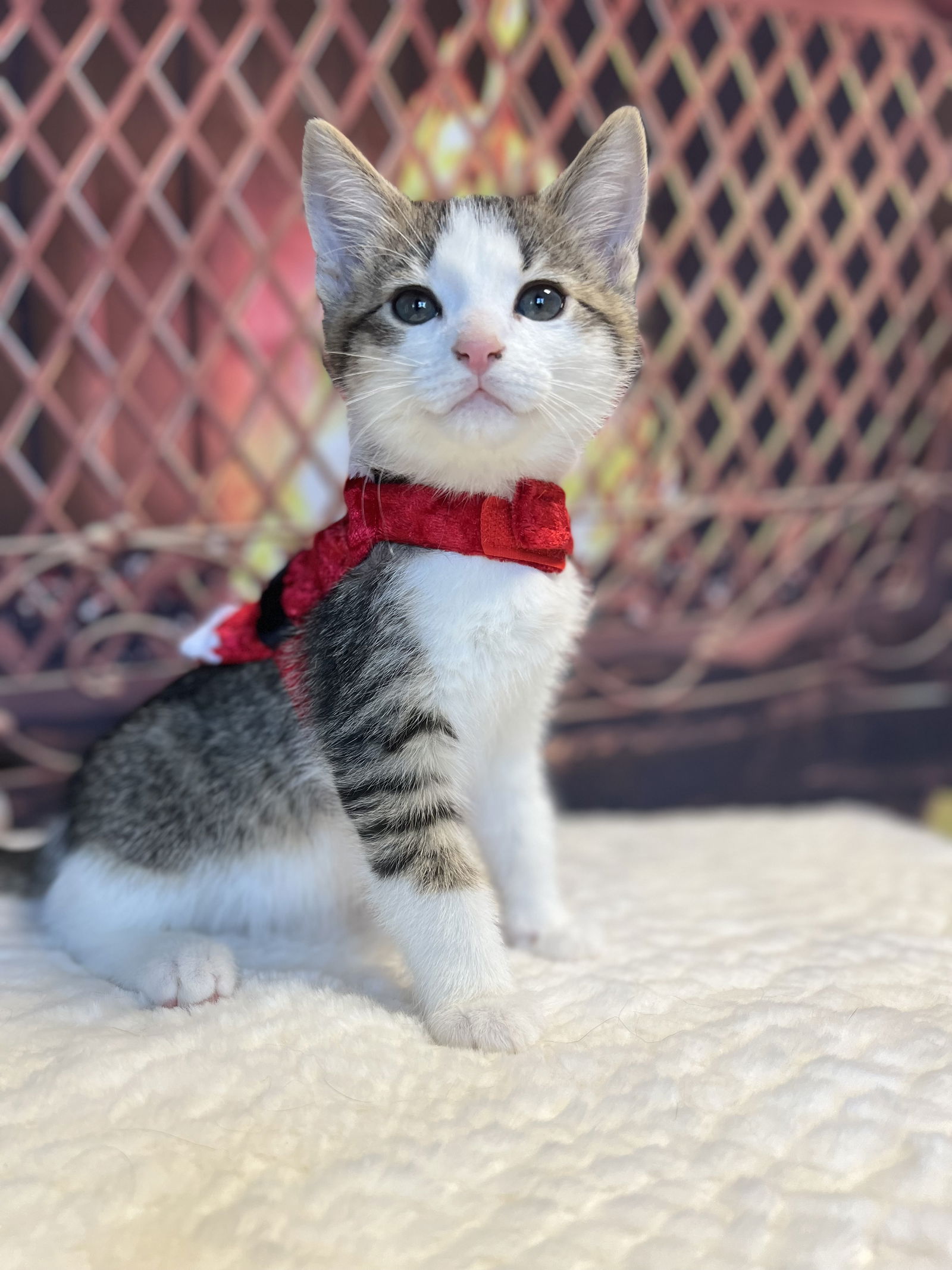 cats-for-adoption-in-lake-county-ohio-alpha-paw