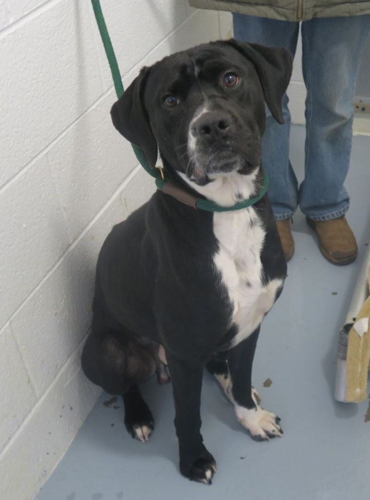 Dog for Adoption Pound DogBarkly 168597 Courtesy Listing, a Black