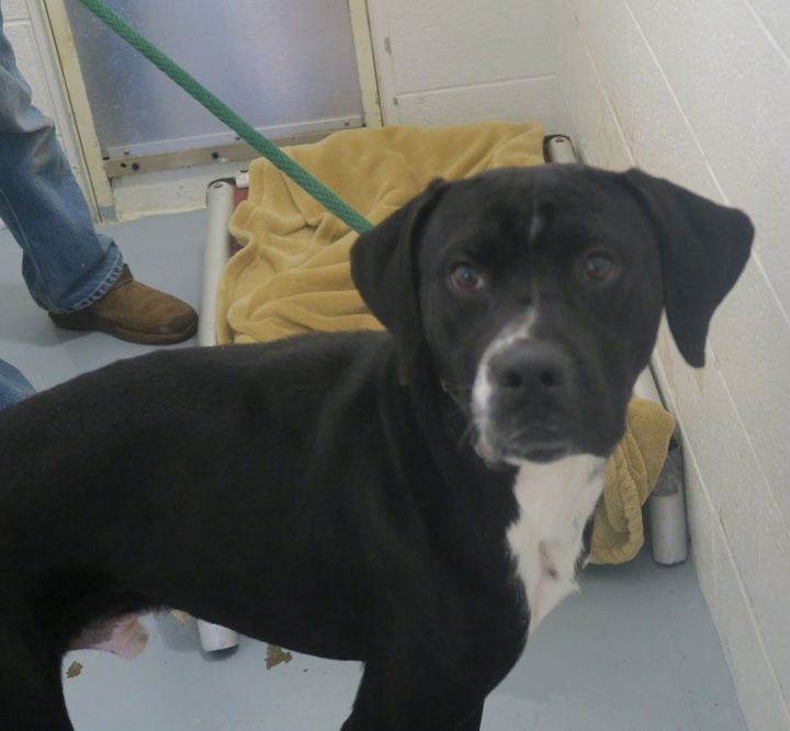 Dog for Adoption Pound DogBarkly 168597 Courtesy Listing, a Black