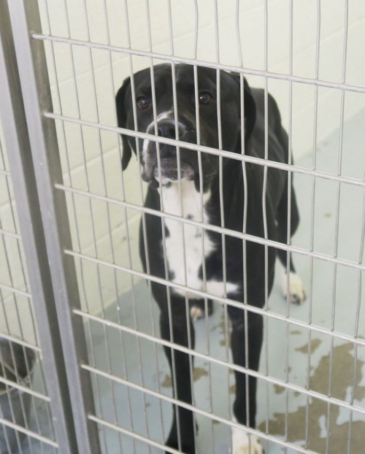 Dog for Adoption Pound DogBarkly 168597 Courtesy Listing, a Black