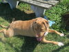 Pound Dog-Rusty 153195 Courtesy Listing