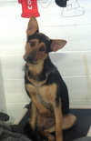 Pound Dog-Rocky 168904 Courtesy Listing