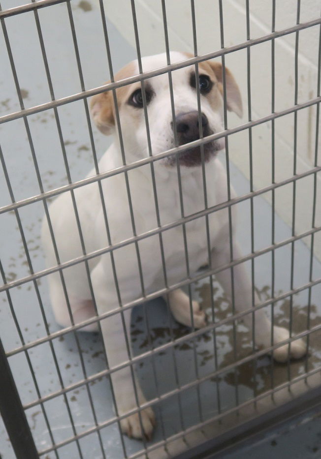 Dog For Adoption Pound Dog Ozzy 168911 A Pit Bull Terrier In Akron 