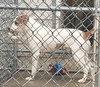 Pound Dog-Ozzy 168911
