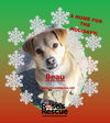 Beau - DNA tested