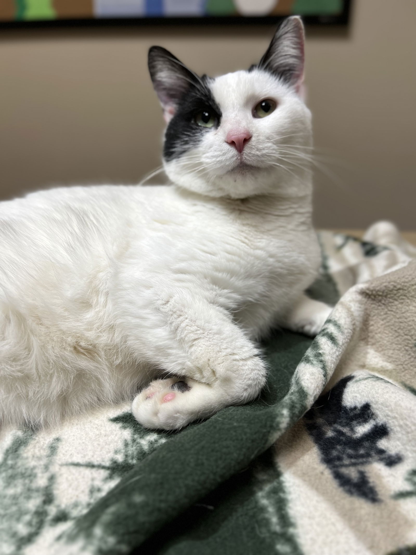 Cats For Adoption In Lakewood, Ohio 