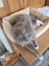 Mr. Grey - Courtesy Listing