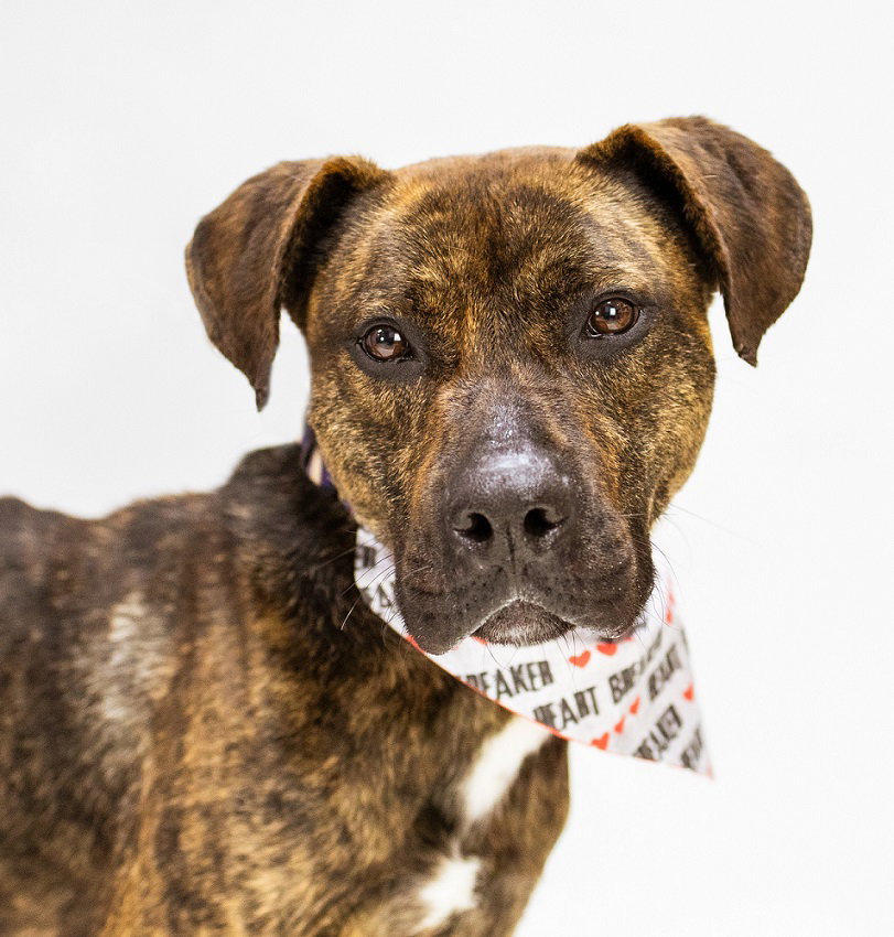 Dog for Adoption Pound Dog Tito 165004, a Pit Bull Terrier in Bay