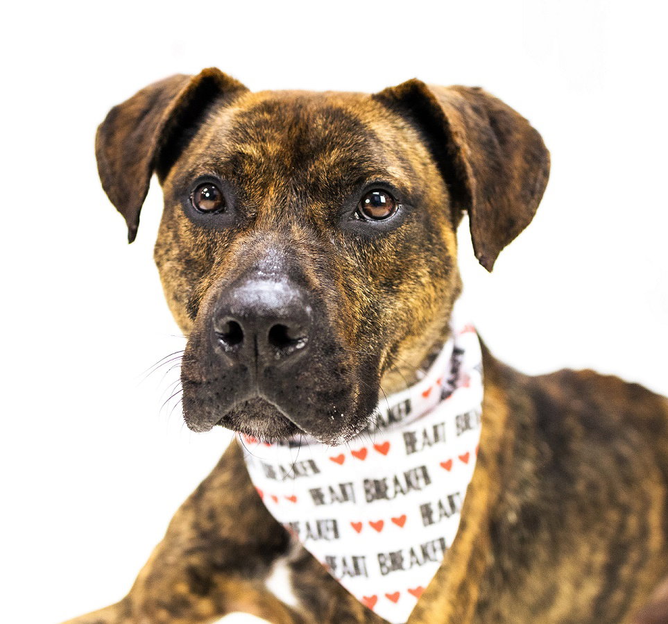 Dog for Adoption Pound Dog Tito 165004, a Pit Bull Terrier in Bay