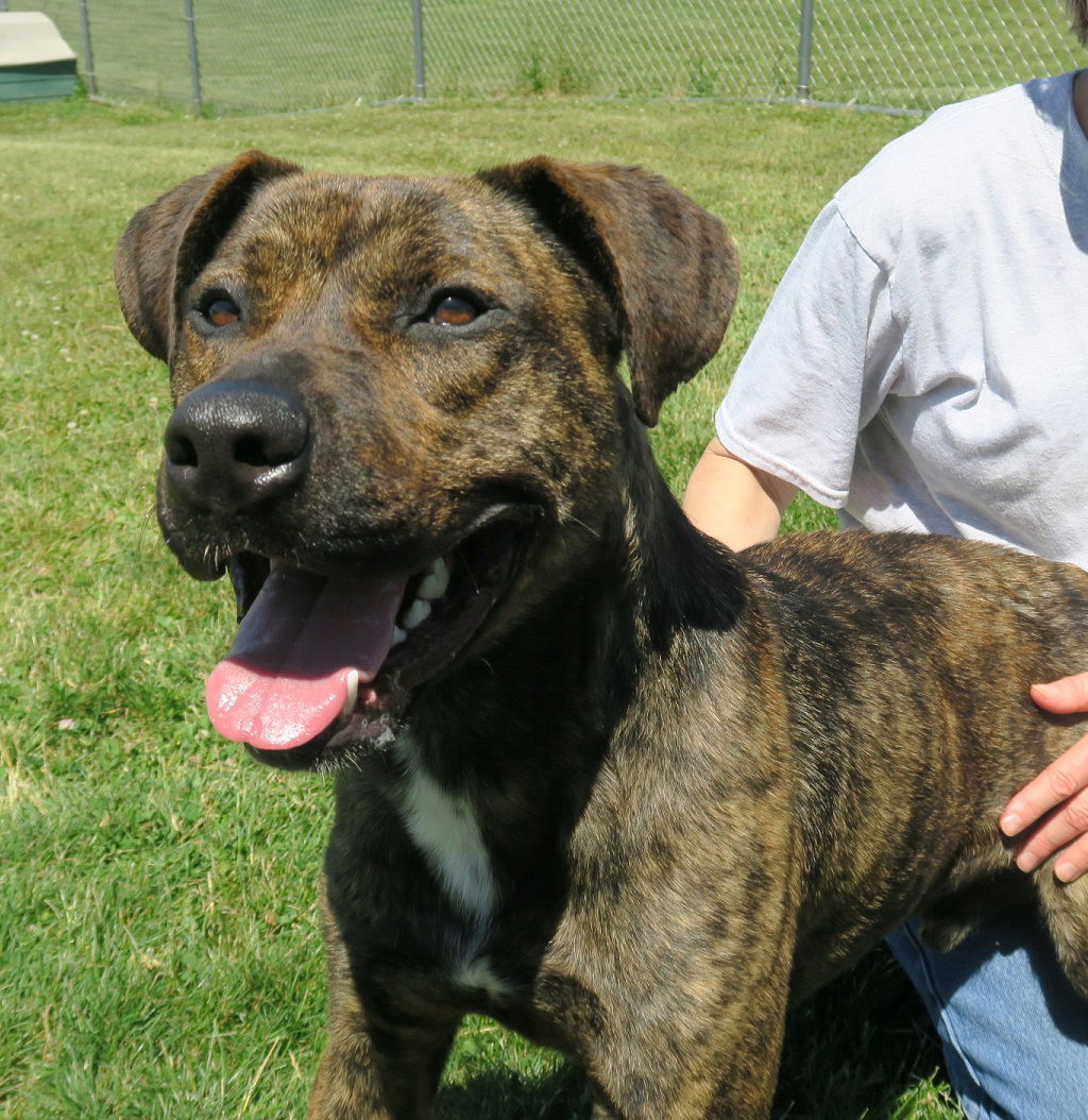 Dog for Adoption Pound Dog Tito 165004, a Pit Bull Terrier in Bay