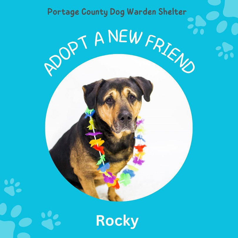 Dog for Adoption Pound Dog Rocky 169217, a Shepherd in Fairport