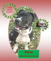 Koco