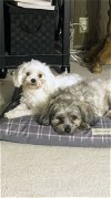 **Shadow and Pearl - Bonded Pair