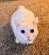 Snowball - URGENT