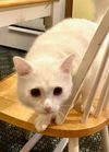 Snowball - URGENT