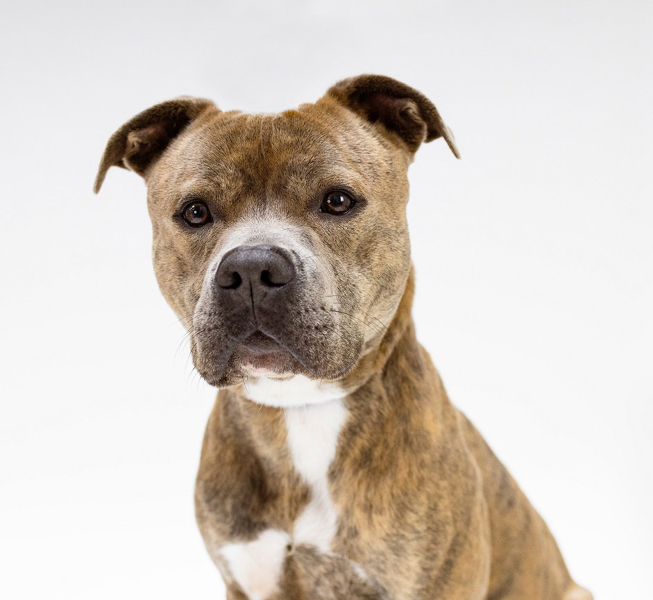 Pound Dog-Apollo 168930 Courtesy Listing