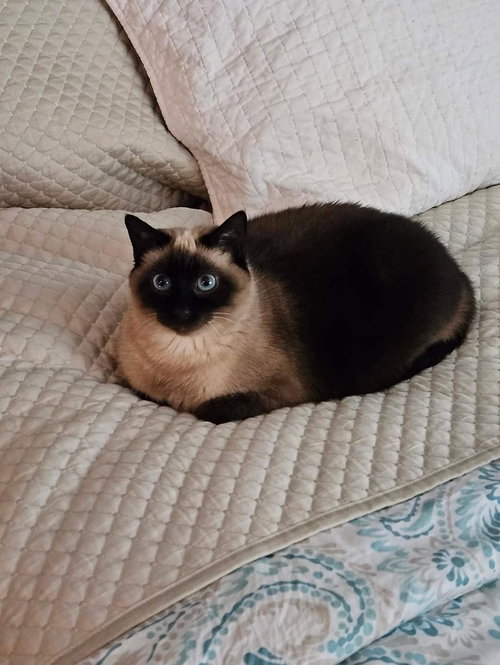 Sophia - Courtesy Listing