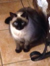 Sophia - Courtesy Listing