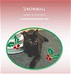 Snowball- looking for her furever playmate