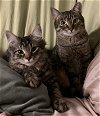 adoptable Cat in stow, OH named Indy and Gabby- best of friends