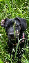 adoptable Dog in rootstown, OH named Valentino - puppy