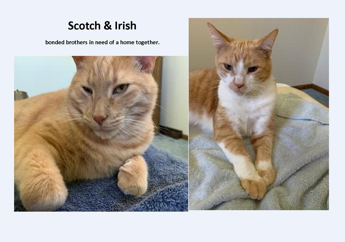 adoptable Cat in Rootstown, OH named *Scotch and Irish - Courtesy listing