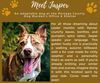 Pound Dog-Jasper 173861