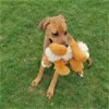 adoptable Dog in  named Pound Dog-Otis 176456 Courtesy Listing
