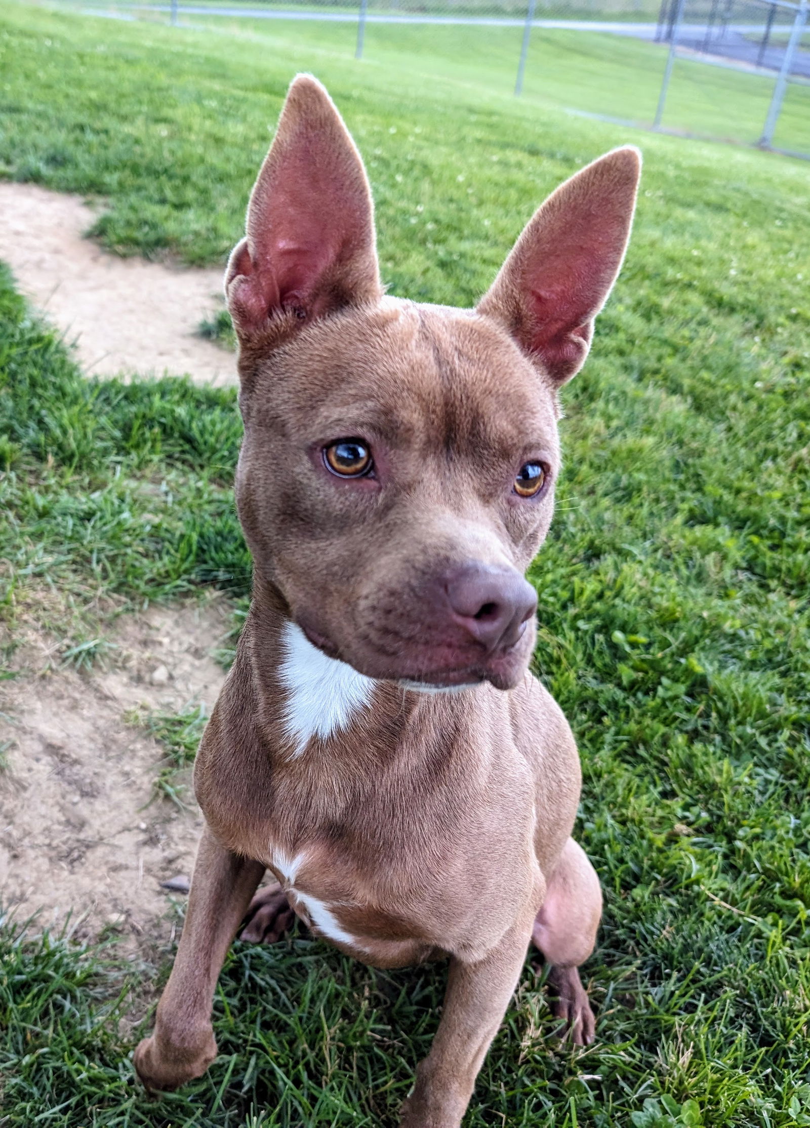 adoptable Dog in Ravenna, OH named Pound Dog-Charlie 176385