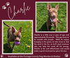 Pound Dog-Charlie 176385