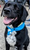 adoptable Dog in  named Charlie-One Free Training Session