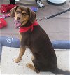 adoptable Dog in  named Toffee - Shy Girl