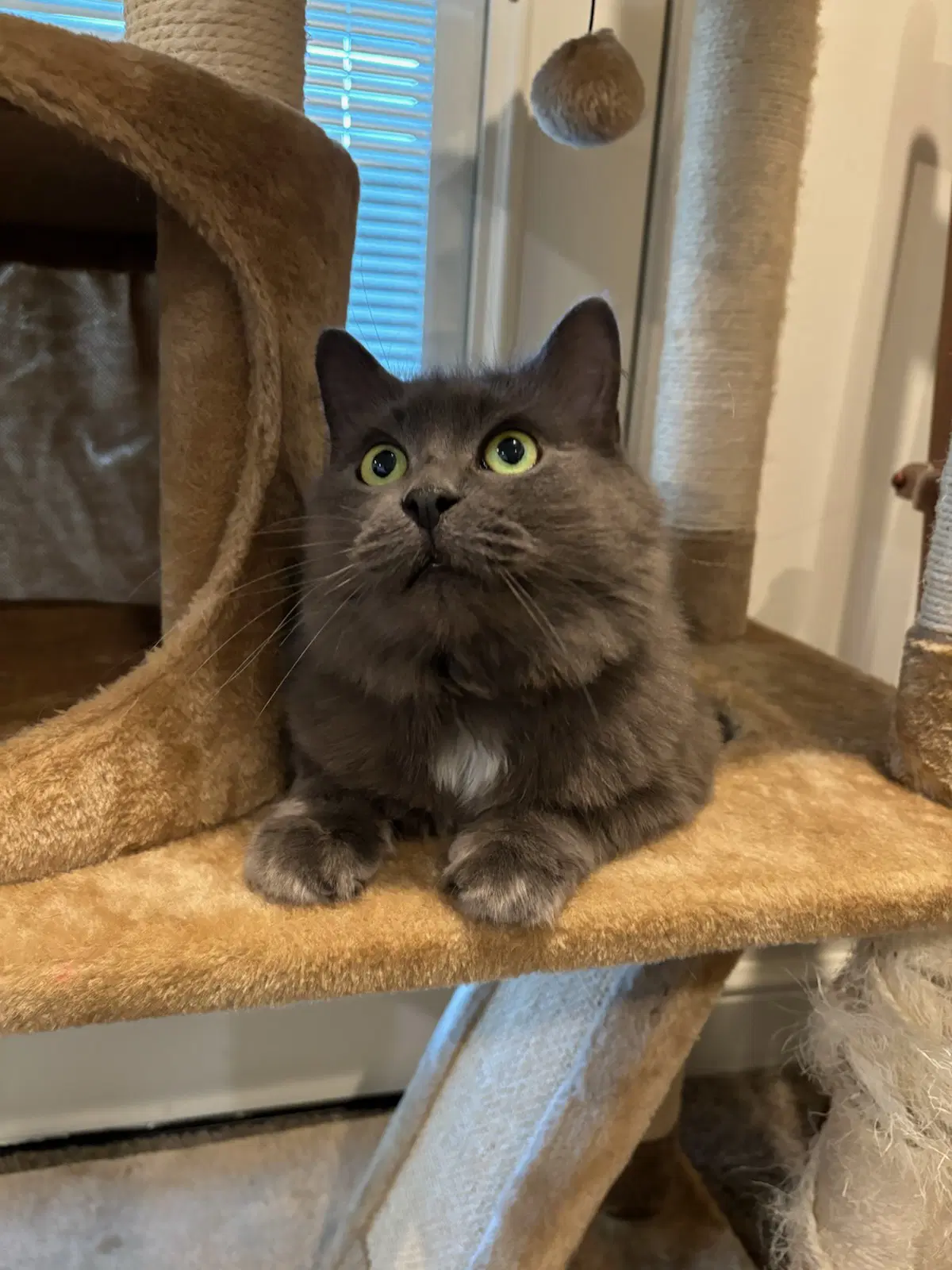 Sparrow - Domestic Long Hair