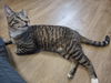 adoptable Cat in , OH named Laddie