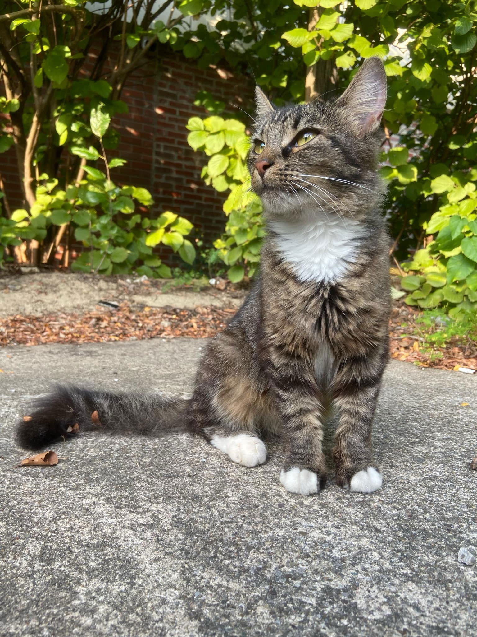 adoptable Cat in Rootstown, OH named Pearl