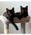 adoptable Cat in , OH named Beatle & Bug - Courtesy Post - Bonded Brothers