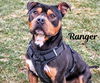 Pound Dog-Ranger 178271