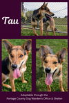 Pound Dog-Tau 179373