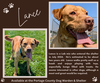 Pound Dog-Lance 178261