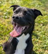 Pound Dog-Reggie 179373