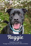 Pound Dog-Reggie 179373