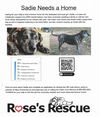 Sadie-Dedicated and Loyal
