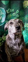 Sadie-Dedicated and Loyal