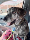 Sadie-Dedicated and Loyal